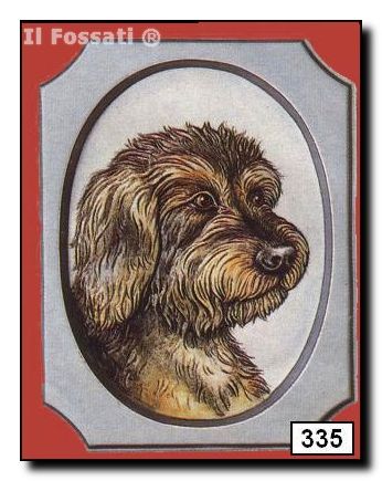 335-Placa perro Dachshund